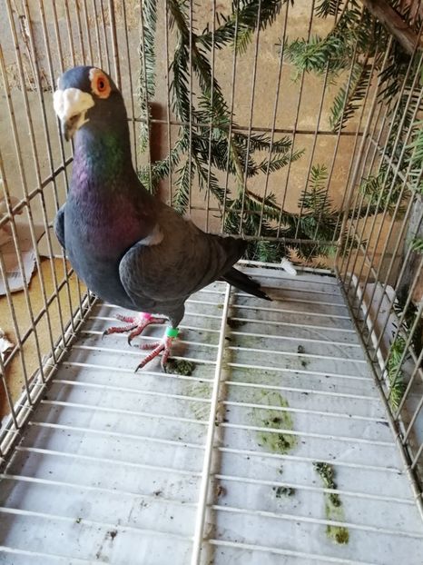  - Porumbei voiajori de stil vechi 2019