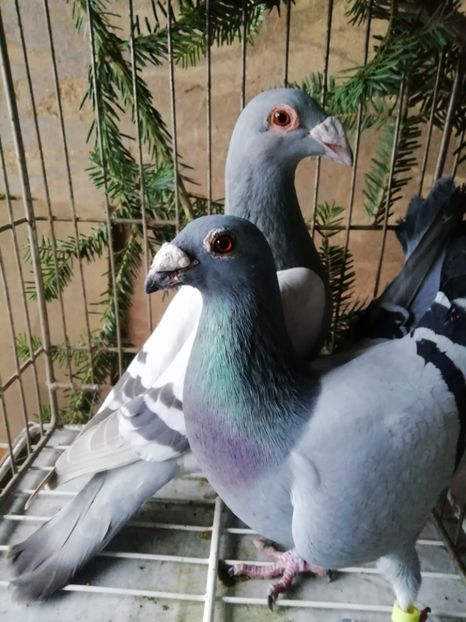  - Porumbei voiajori de stil vechi 2019