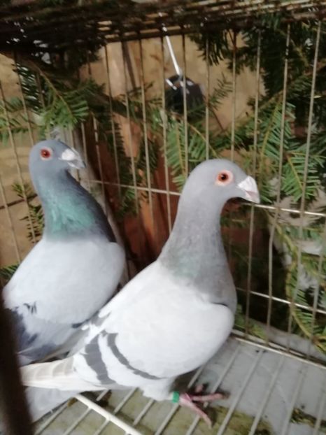  - Porumbei voiajori de stil vechi 2019
