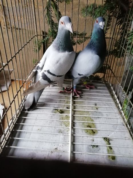  - Porumbei voiajori de stil vechi 2019