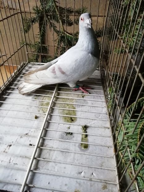  - Porumbei voiajori de stil vechi 2019