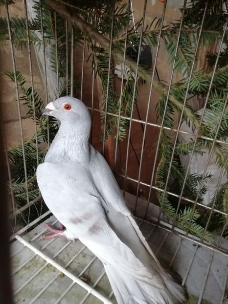  - Porumbei voiajori de stil vechi 2019