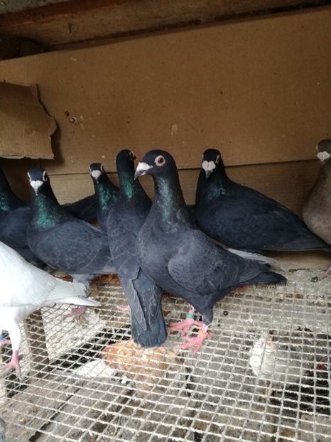 Tineret 2019 _vinduti - DE VINZARE