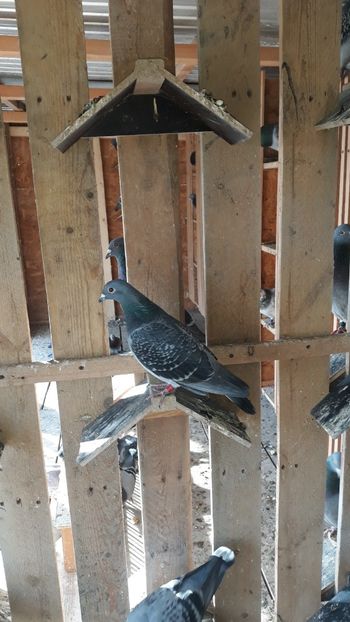 F 2017 Norma Maraton - Norme 2019