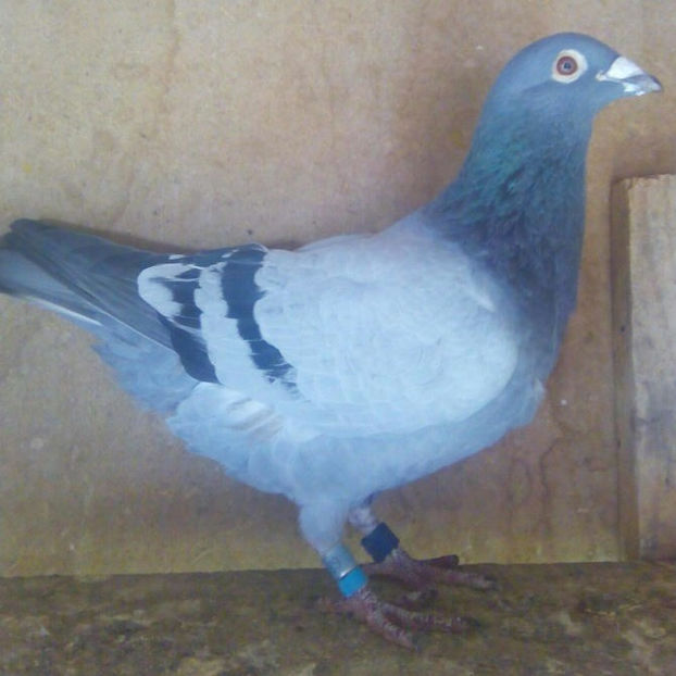 M-2016-631070-Militaru Cristian - Porumbei voiajori la matca