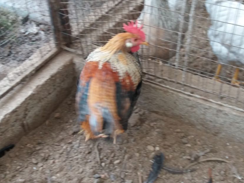  - Cocoș italiene de vînzare