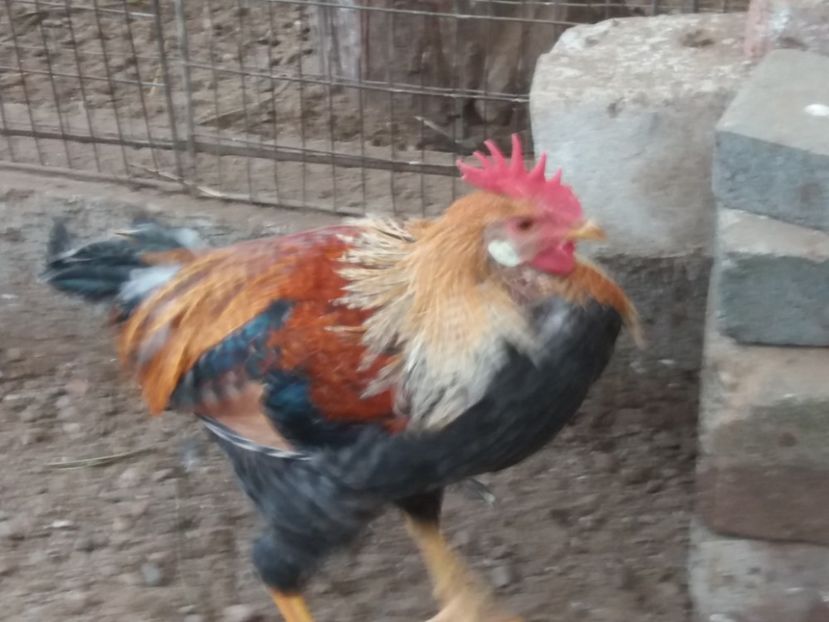  - Cocoș italiene de vînzare