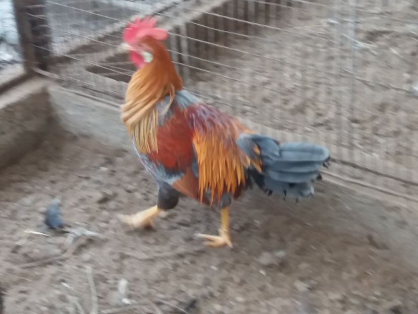  - Cocoș italiene de vînzare