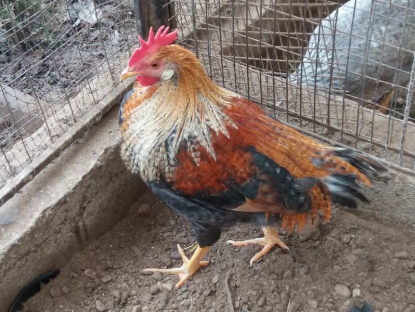  - Cocoș italiene de vînzare