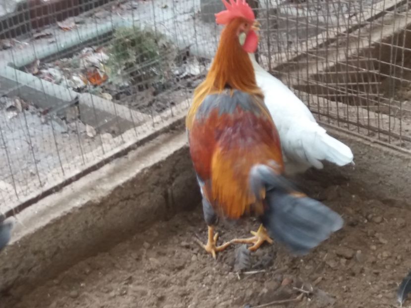  - Cocoș italiene de vînzare