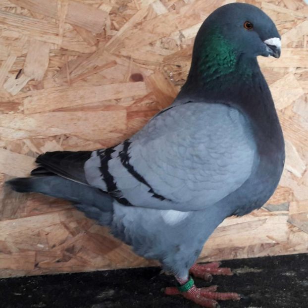  - 3---AGH DAȚI 2019 - 2025