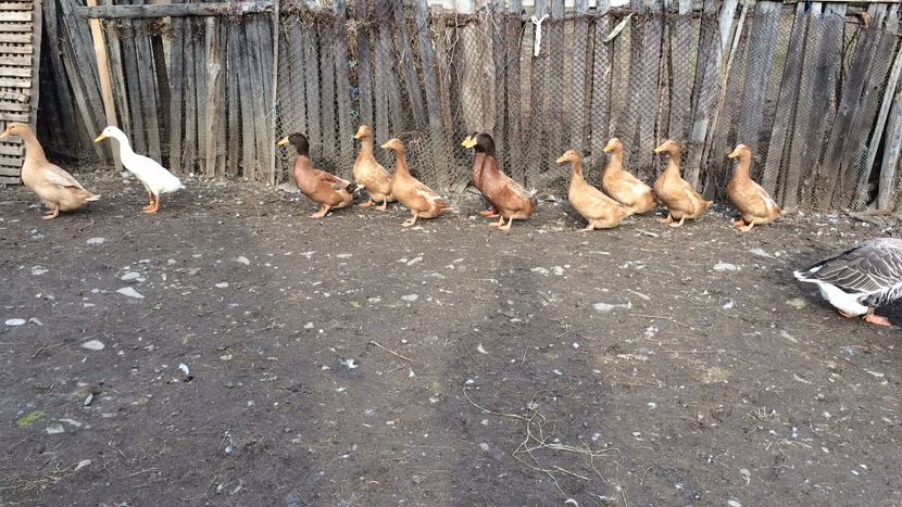 40DD644C-6473-4908-9202-8FFE68ACF979 - Palmipede 2019