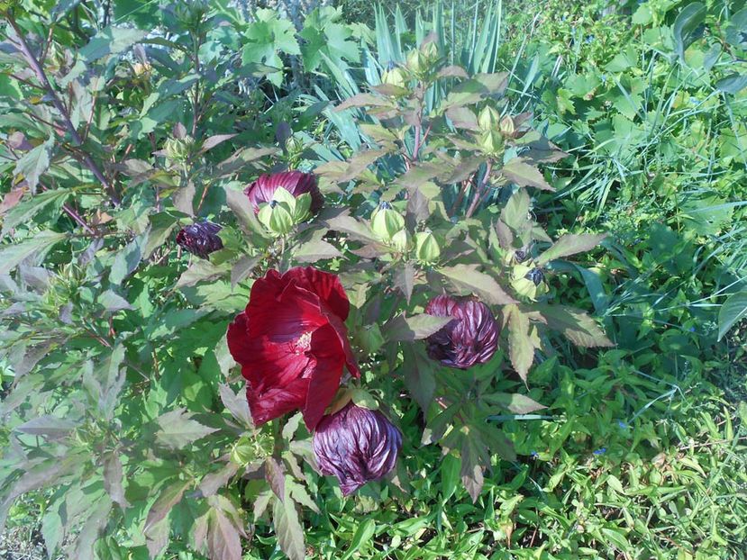  - Hibiscus Summerific Cranberry Crush 2019