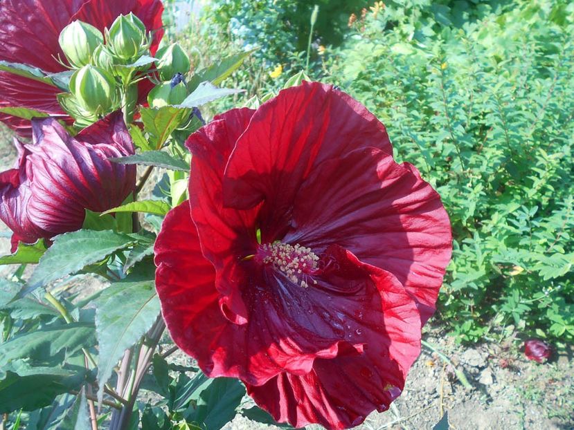  - Hibiscus Summerific Cranberry Crush 2019