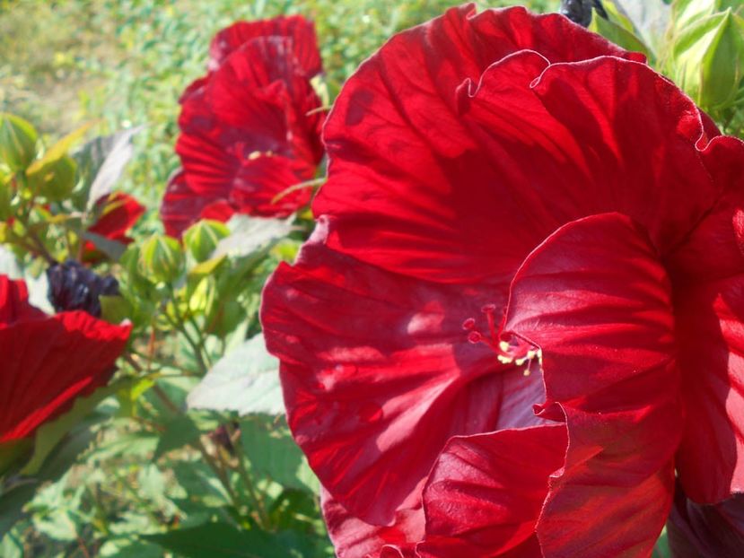  - Hibiscus Summerific Cranberry Crush 2019