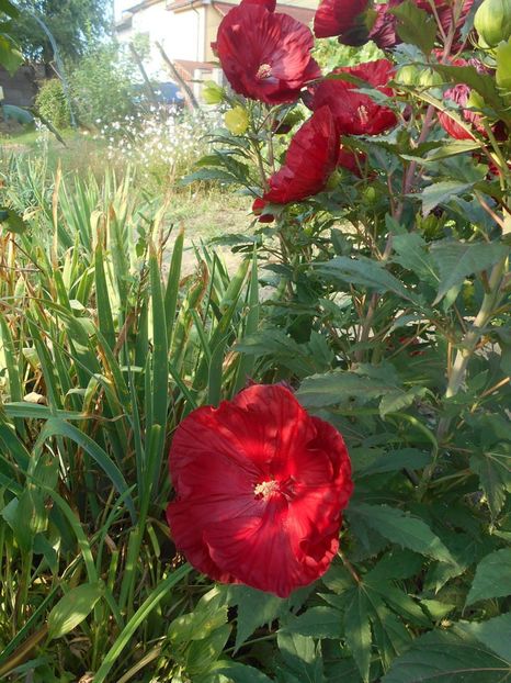  - Hibiscus Summerific Cranberry Crush 2019