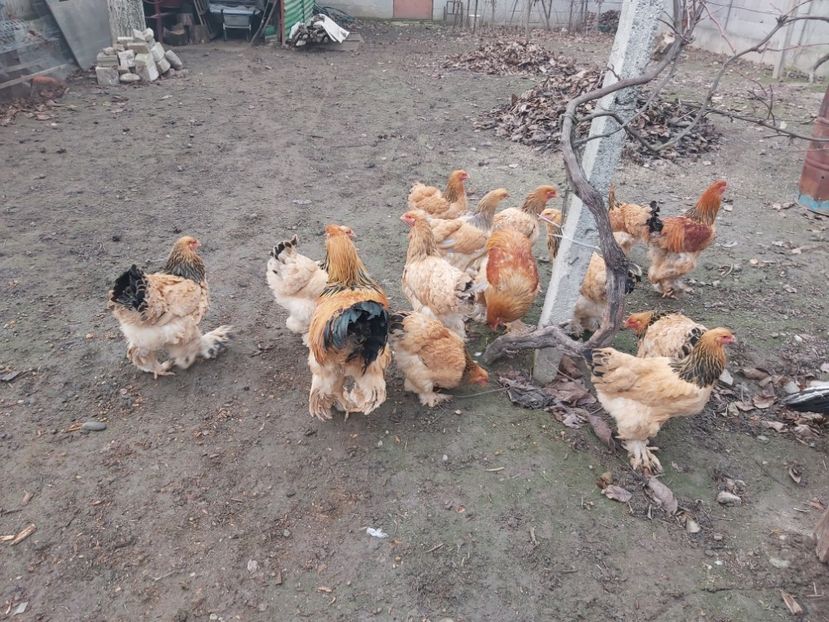  - Brahma columbia pentru 2020