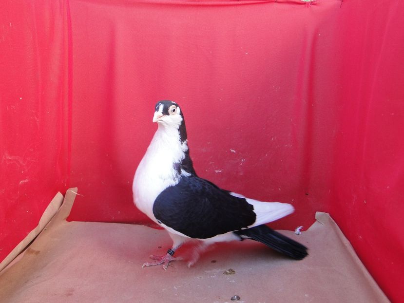 F 2016_733 - porumbei care mi-au apartinut