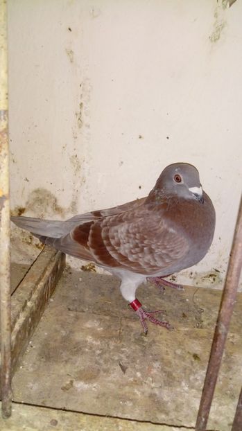  - Voiajori