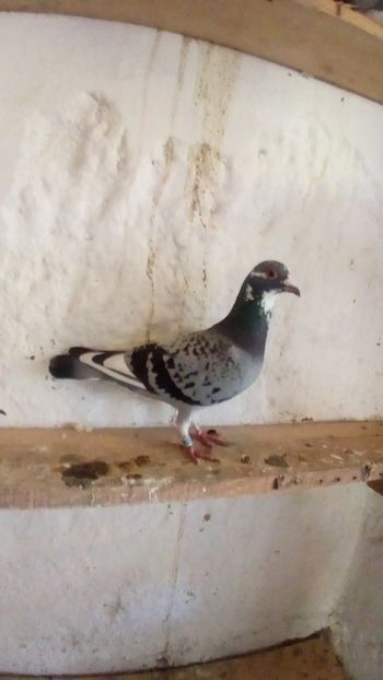  - Voiajori