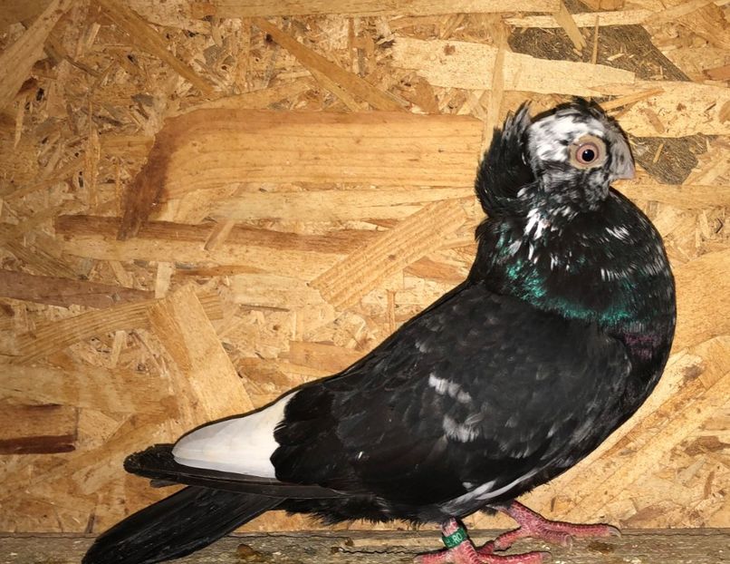 7016  femelă  2019 - A - perechi 2022