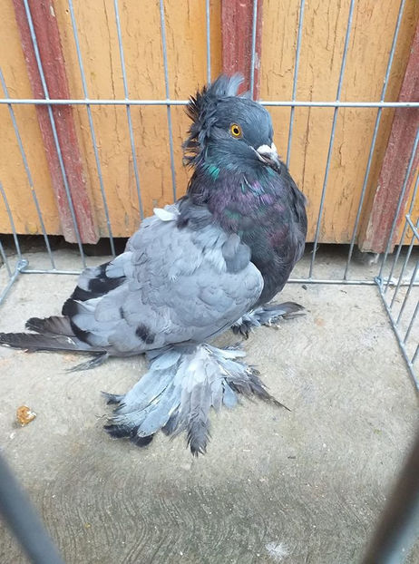 donat lui Emil Chiriță - Porumbei VÂNDUȚI