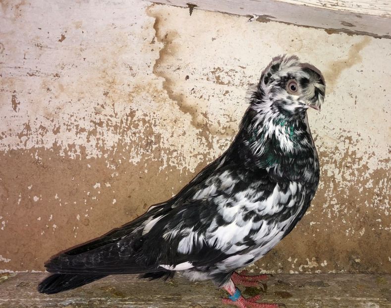 7170  (18)  femelă  2019 - Plecați ALBUM 3