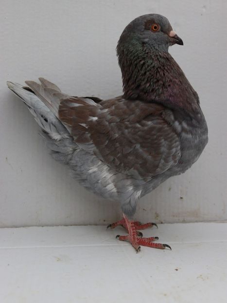 M 2019 vandut - De vanzare kingi