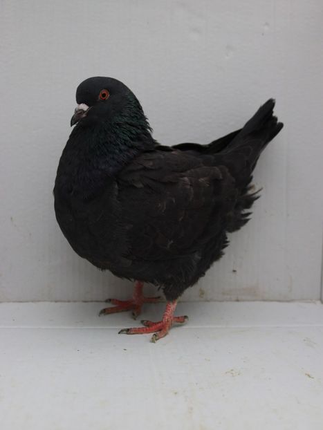 F 2019 vanduta - De vanzare kingi