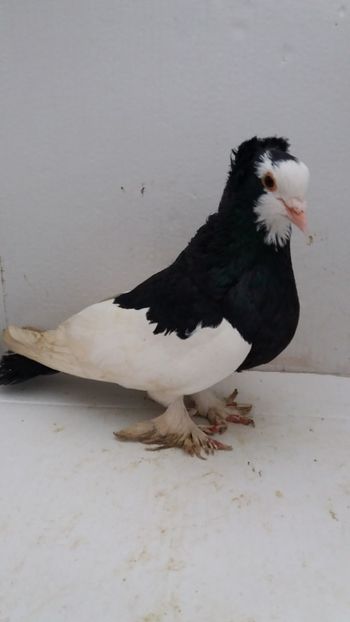 M 2019 - Por tapalagosi