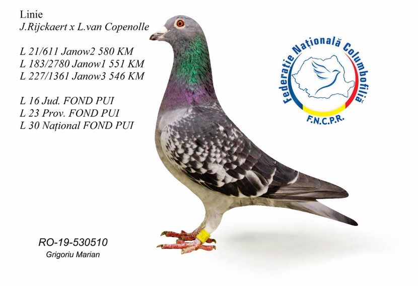 p510 - REZULTATE 2019 Porumbei de Rijckaert