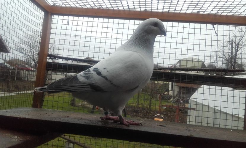  - STANDARD AZUR vrdf 2019