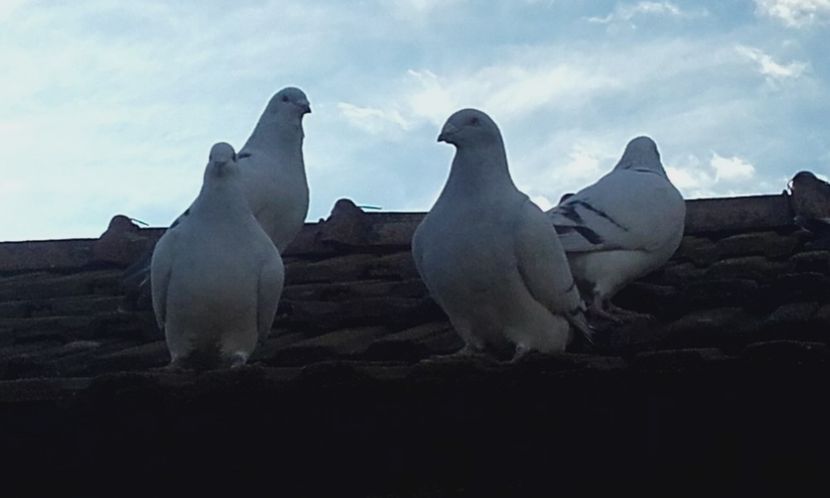  - STANDARD AZUR vrdf 2019