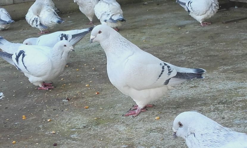  - STANDARD AZUR vrdf 2019