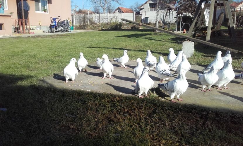  - STANDARD AZUR vrdf 2019