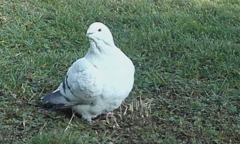  - STANDARD AZUR vrdf 2019