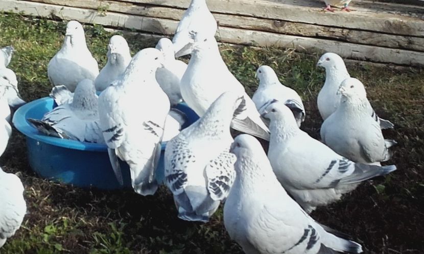  - STANDARD AZUR vrdf 2019