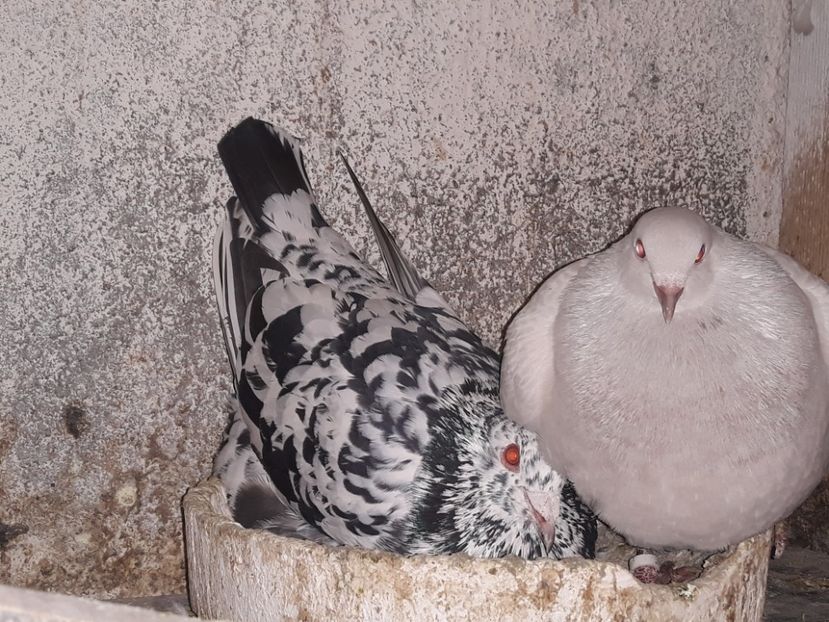  - Matca texani 2019 linie noua