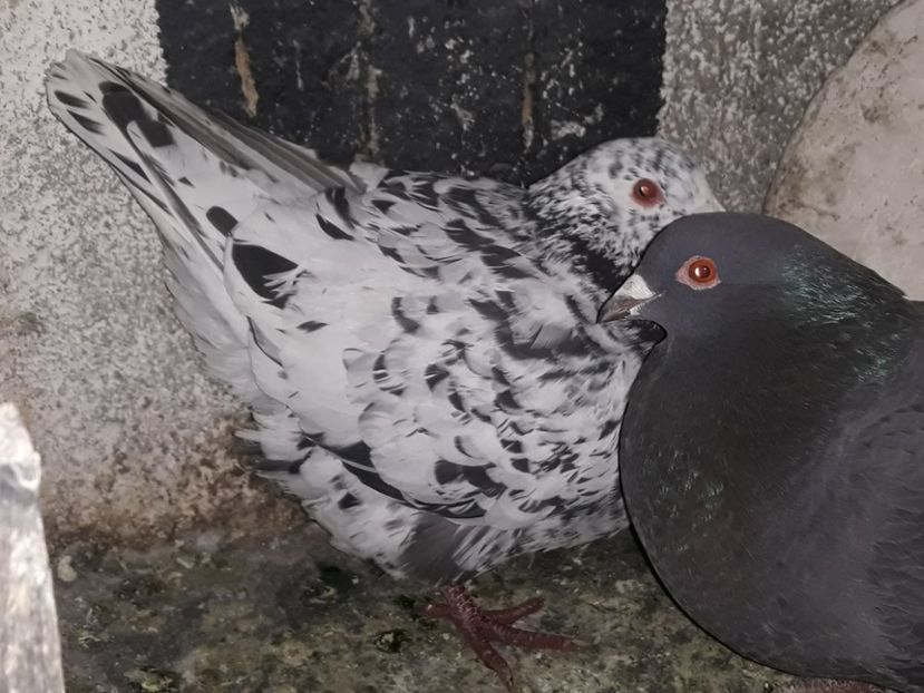  - Matca texani 2019 linie noua