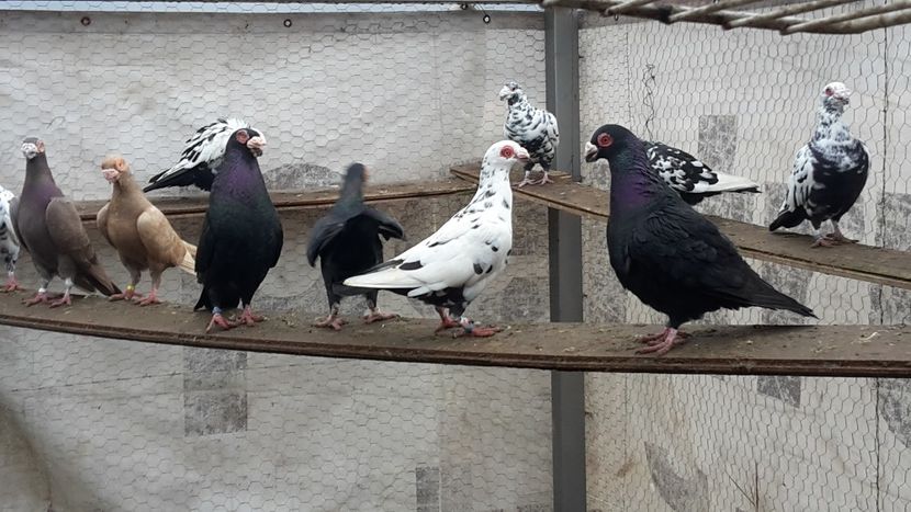  - 2019 Porumbei