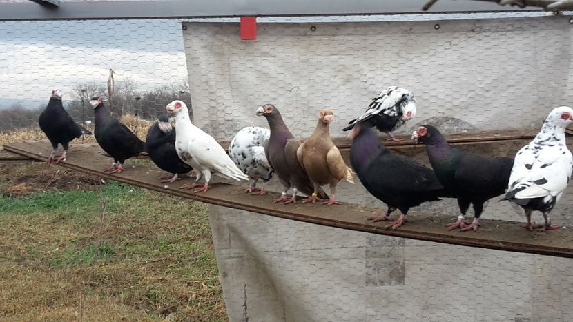  - 2019 Porumbei