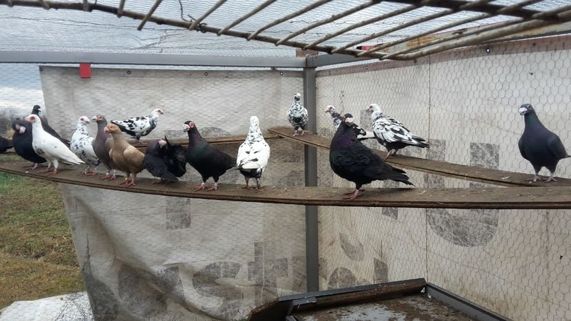  - 2019 Porumbei