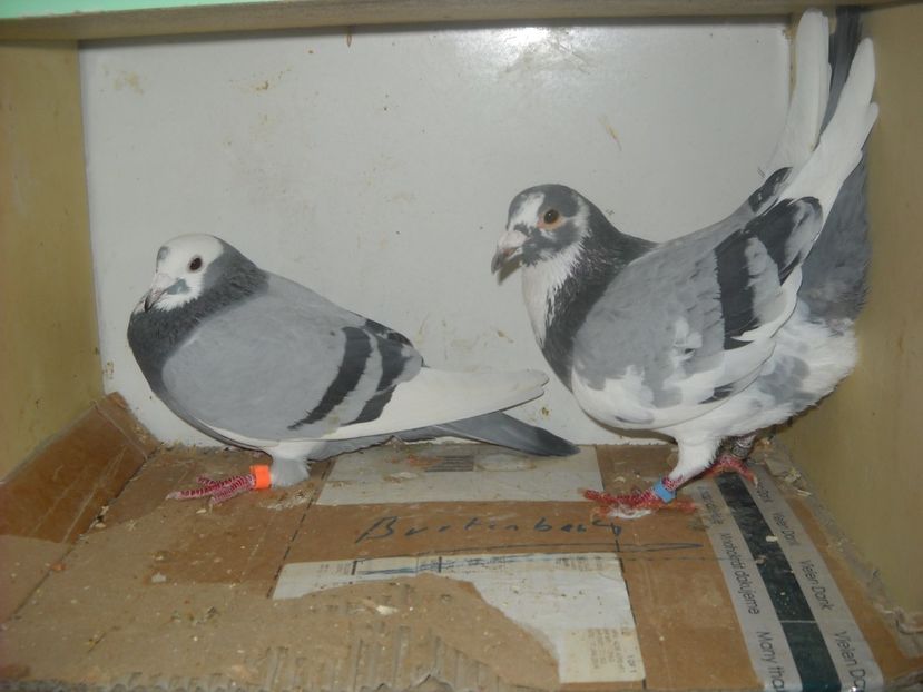  - PORUMBEI VANDUTI 2