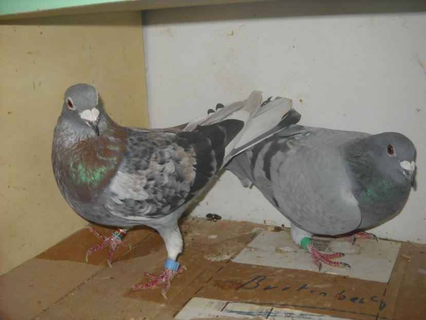  - PORUMBEI VANDUTI 2