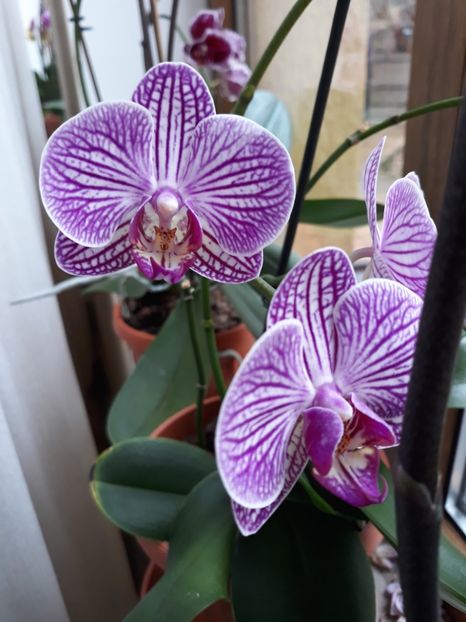 - 2 Orhidee Phalenopsis