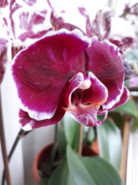  - 2 Orhidee Phalenopsis