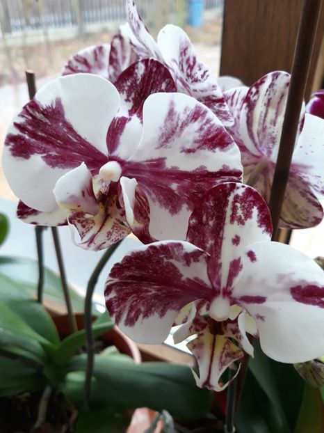  - 2 Orhidee Phalenopsis