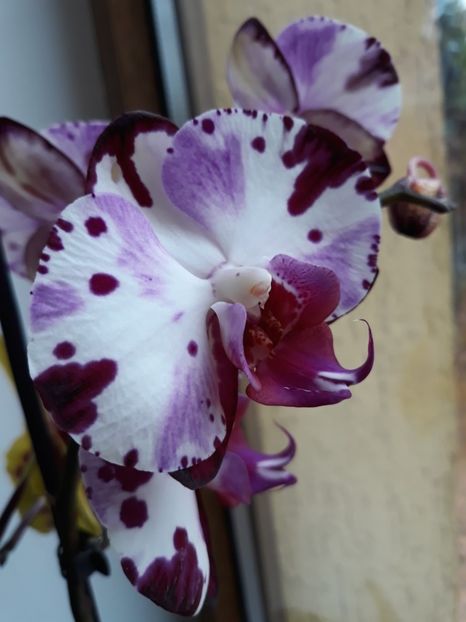  - 2 Orhidee Phalenopsis