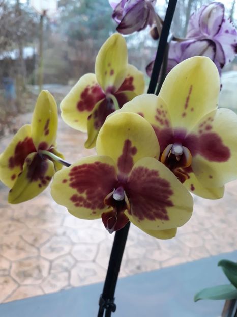  - 2 Orhidee Phalenopsis