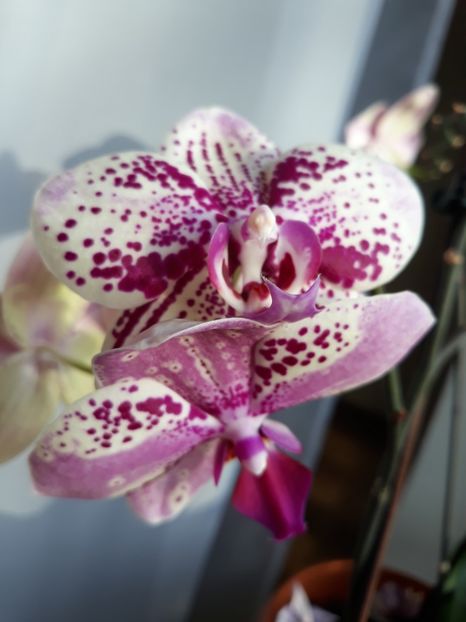  - 2 Orhidee Phalenopsis
